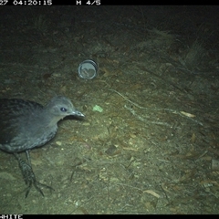 Menura novaehollandiae (Superb Lyrebird) at Dignams Creek, NSW - 27 Nov 2024 by ondinea
