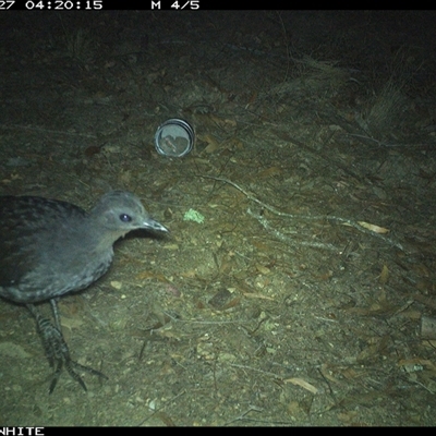 Menura novaehollandiae (Superb Lyrebird) at Dignams Creek, NSW - 27 Nov 2024 by ondinea