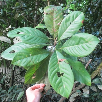 Rhodomyrtus macrocarpa (finger cherry) at Shannonvale, QLD - 21 Mar 2015 by JasonPStewartNMsnc2016