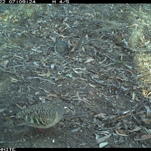 Phaps chalcoptera (Common Bronzewing) at Dignams Creek, NSW - 22 Nov 2024 by ondinea