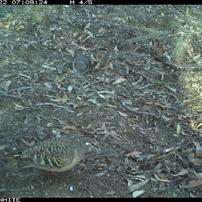 Phaps chalcoptera (Common Bronzewing) at Dignams Creek, NSW - 22 Nov 2024 by ondinea