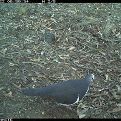 Leucosarcia melanoleuca (Wonga Pigeon) at Dignams Creek, NSW - 22 Nov 2024 by ondinea