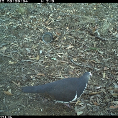 Leucosarcia melanoleuca (Wonga Pigeon) at Dignams Creek, NSW - 22 Nov 2024 by ondinea