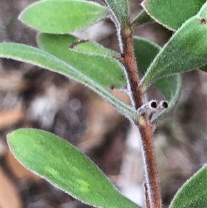 Persoonia sericea at Crowther, NSW - 2 Jun 2025 by Frecko