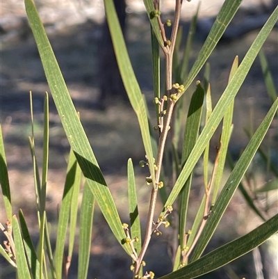 Acacia dawsonii (Dawson's Wattle) at Carwoola, NSW - 4 Jun 2025 by JaneR