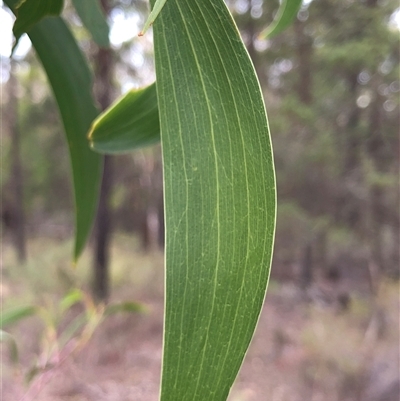 Acacia implexa (Hickory Wattle, Lightwood) at Crowther, NSW - 2 Jun 2025 by Frecko