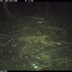 Zoothera lunulata at Dignams Creek, NSW - 23 Oct 2024 by ondinea