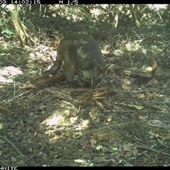 Wallabia bicolor (Swamp Wallaby) at Dignams Creek, NSW - 3 Nov 2024 by ondinea
