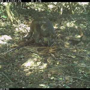 Wallabia bicolor (Swamp Wallaby) at Dignams Creek, NSW - 3 Nov 2024 by ondinea