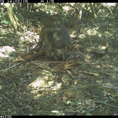 Wallabia bicolor (Swamp Wallaby) at Dignams Creek, NSW - 3 Nov 2024 by ondinea