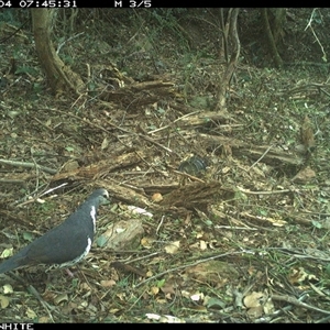 Leucosarcia melanoleuca (Wonga Pigeon) at Dignams Creek, NSW - 4 Nov 2024 by ondinea