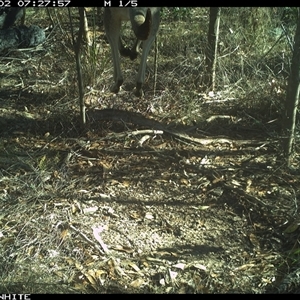 Macropus sp. (genus) (Macropod) at Dignams Creek, NSW - 2 Dec 2024 by ondinea