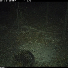 Tachyglossus aculeatus (Short-beaked Echidna) at Dignams Creek, NSW - 26 Nov 2024 by ondinea