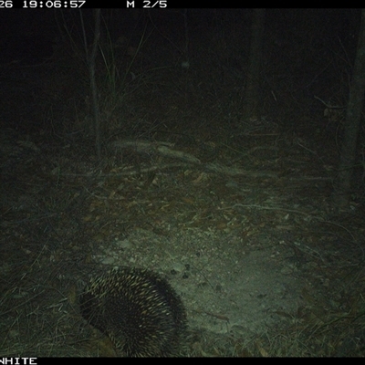 Tachyglossus aculeatus (Short-beaked Echidna) at Dignams Creek, NSW - 26 Nov 2024 by ondinea