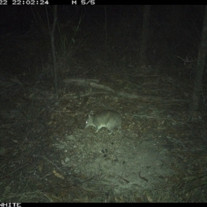 Perameles nasuta (Long-nosed Bandicoot) at Dignams Creek, NSW - 22 Nov 2024 by ondinea