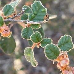 Pomaderris eriocephala at Carwoola, NSW - 4 Jun 2025 by JaneR