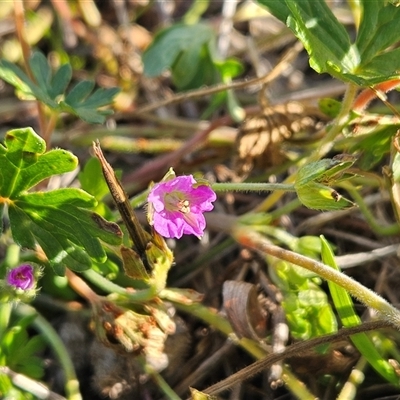 Geranium solanderi var. solanderi at Whitlam, ACT - 3 Jun 2025 by sangio7