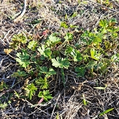 Geranium solanderi var. solanderi at Whitlam, ACT - 3 Jun 2025 02:41 PM