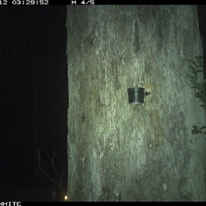 Unverified Mammal at Dignams Creek, NSW - 12 Oct 2024 by ondinea