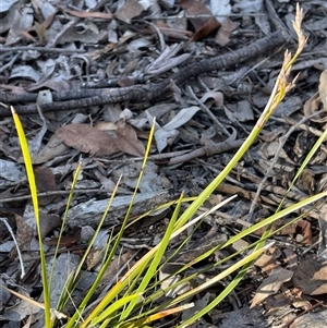 Lepidosperma laterale (Variable Sword Sedge) at Carwoola, NSW - Yesterday by JaneR