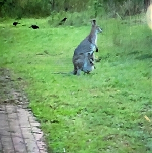 Macropus giganteus (Eastern Grey Kangaroo) at Broke, NSW - 31 May 2025 by RoyP