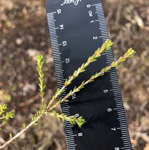 Calytrix tetragona at Crowther, NSW - 2 Jun 2025 by Frecko