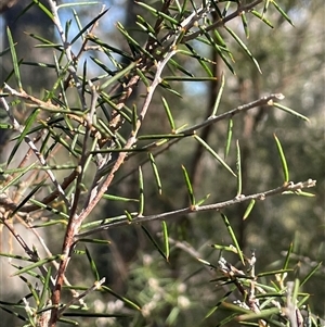 Dillwynia sieberi at Carwoola, NSW - Yesterday by JaneR