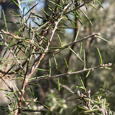 Dillwynia sieberi (Sieber's Parrot Pea) at Carwoola, NSW - 4 Jun 2025 by JaneR
