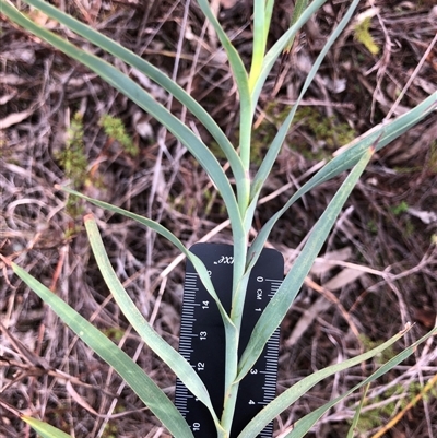 Stypandra glauca (Nodding Blue Lily) at Crowther, NSW - 2 Jun 2025 by Frecko