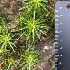 Melichrus erubescens (Ruby Urn Heath) at Crowther, NSW - 2 Jun 2025 by Frecko