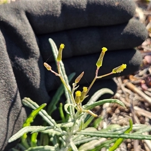 Senecio quadridentatus at Whitlam, ACT - 3 Jun 2025 by sangio7