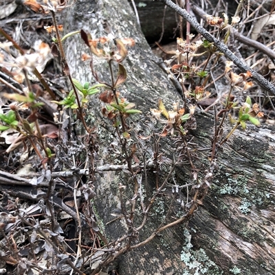 Pomax umbellata (A Pomax) at Crowther, NSW - 2 Jun 2025 by Frecko
