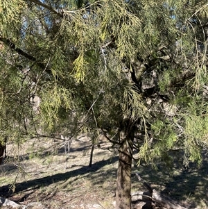 Exocarpos cupressiformis (Cherry Ballart) at Carwoola, NSW - Yesterday by JaneR