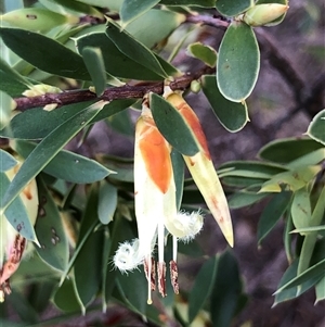 Styphelia triflora at Crowther, NSW - 2 Jun 2025 by Frecko
