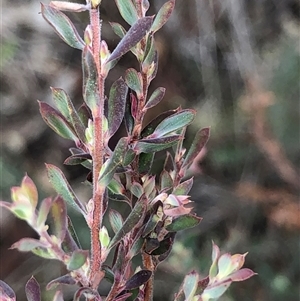 Unverified Other Shrub at Crowther, NSW - 2 Jun 2025 by Frecko