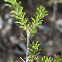 Calytrix tetragona (Common Fringe-myrtle) at Crowther, NSW - 2 Jun 2025 by Frecko
