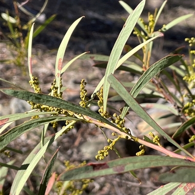 Acacia rubida (Red-stemmed Wattle, Red-leaved Wattle) at Carwoola, NSW - 4 Jun 2025 by JaneR