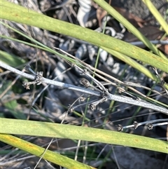 Lomandra multiflora (Many-flowered Matrush) at Carwoola, NSW - 4 Jun 2025 by JaneR