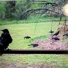 Unverified Magpie or larger at Broke, NSW - 31 May 2025 by RoyP