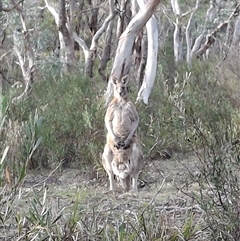 Macropus giganteus (Eastern Grey Kangaroo) at Mongarlowe, NSW - 4 Jun 2025 by Dron