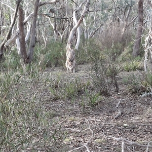 Macropus giganteus at Mongarlowe, NSW - suppressed