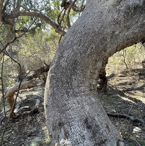 Eucalyptus dives at Carwoola, NSW - Yesterday by JaneR