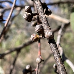 Eucalyptus bridgesiana at Carwoola, NSW - 4 Jun 2025 12:12 PM