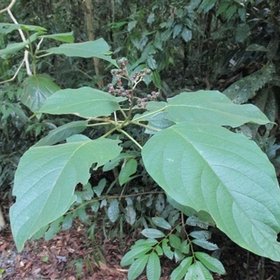 Clerodendrum tracyanum ('flowers of magic') at Shannonvale, QLD - 21 Mar 2015 by JasonPStewartNMsnc2016