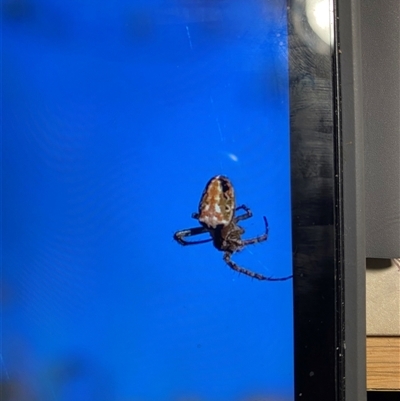 Unverified Orb-weaving spider (several families) at Broke, NSW - 31 May 2025 by RoyP