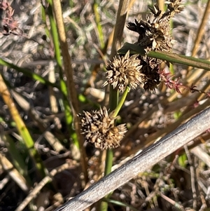 Juncus vaginatus at Carwoola, NSW - Yesterday by JaneR
