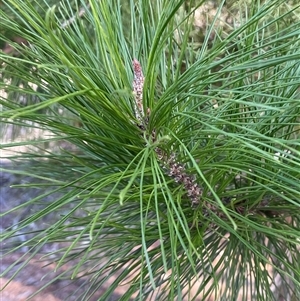 Pinus sp. at Carwoola, NSW - Today by JaneR