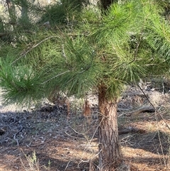 Pinus sp. at Carwoola, NSW - 4 Jun 2025 01:02 PM