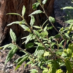 Olearia lirata (Snowy Daisybush) at Carwoola, NSW - 4 Jun 2025 by JaneR