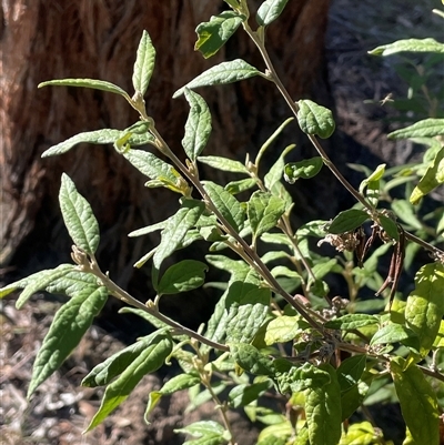 Olearia lirata (Snowy Daisybush) at Carwoola, NSW - 4 Jun 2025 by JaneR